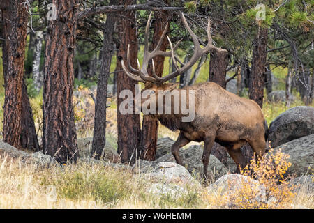 Bull elk (Cervus canadensis); Denver, Colorado, Vereinigten Staaten von Amerika Stockfoto