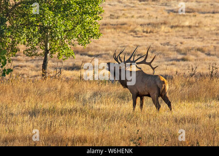 Bull elk (Cervus canadensis); Denver, Colorado, Vereinigten Staaten von Amerika Stockfoto