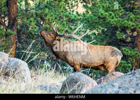 Bull elk (Cervus canadensis); Denver, Colorado, Vereinigten Staaten von Amerika Stockfoto