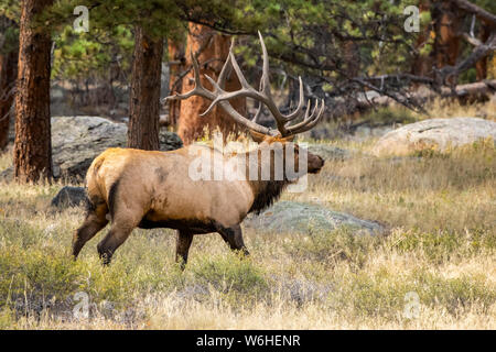 Bull elk (Cervus canadensis); Denver, Colorado, Vereinigten Staaten von Amerika Stockfoto