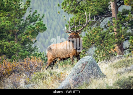 Bull elk (Cervus canadensis); Denver, Colorado, Vereinigten Staaten von Amerika Stockfoto