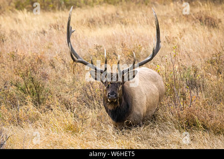 Bull elk (Cervus canadensis); Denver, Colorado, Vereinigten Staaten von Amerika Stockfoto