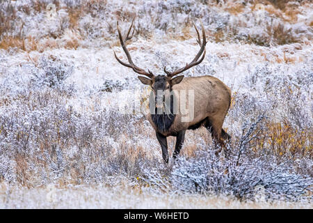 Bull elk (Cervus canadensis); Denver, Colorado, Vereinigten Staaten von Amerika Stockfoto