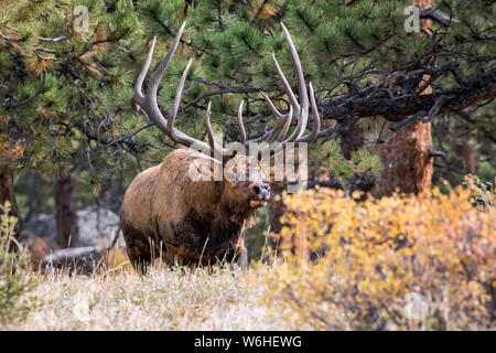 Bull elk (Cervus canadensis); Denver, Colorado, Vereinigten Staaten von Amerika Stockfoto