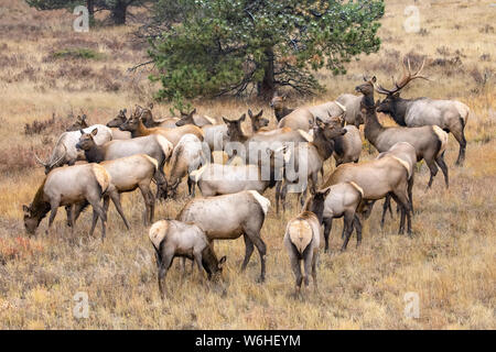 Bull elk (Cervus canadensis) mit Kuh elk und Kälber; Denver, Colorado, Vereinigte Staaten von Amerika Stockfoto