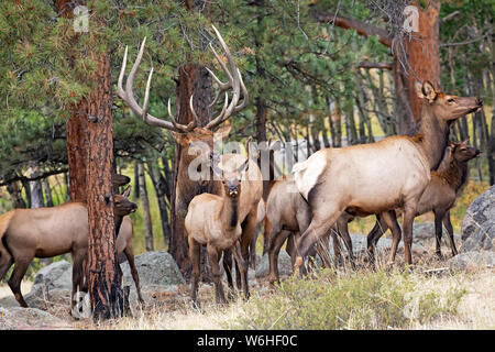 Bull elk (Cervus canadensis) mit Kuh elk und Kälber; Denver, Colorado, Vereinigte Staaten von Amerika Stockfoto