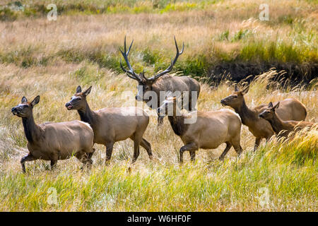 Bull elk (Cervus canadensis) mit Elch Kuh und Kalb zu Fuß durch die hohen Gräser in einem Feld; Denver, Colorado, Vereinigte Staaten von Amerika Stockfoto