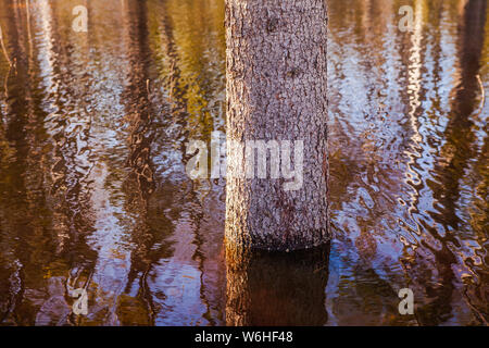 Junge Baum in der Mitte eines großen Pfütze, überfluteten Gebiet Stockfoto