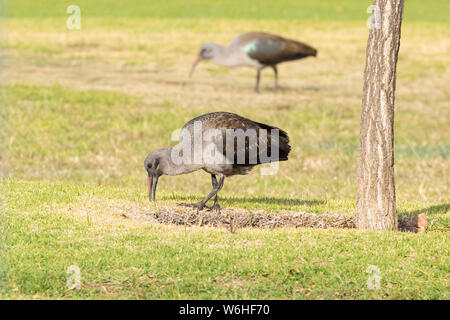 Hadeda/Hadada Ibis (Bostrychia Hagedash) beheimatet in Afrika südlich der Sahara die Nahrungssuche auf einem Golfplatz, Western Cape, Südafrika im Winter Stockfoto