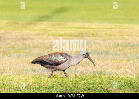 Hadeda/Hadada Ibis (Bostrychia Hagedash) beheimatet in Afrika südlich der Sahara die Nahrungssuche auf einem Golfplatz, Western Cape, Südafrika im Winter Stockfoto