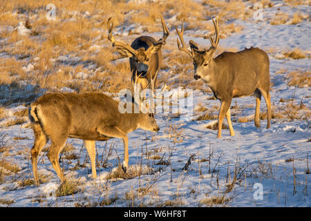 Drei Rehe Buck (Odocoileus Hemionus) zu Fuß in eine Rasenfläche mit Spuren von Schnee; Denver, Colorado, Vereinigten Staaten von Amerika Stockfoto