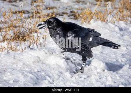 Rabe (Corvus) im Schnee; Denver, Colorado, Vereinigte Staaten von Amerika Stockfoto