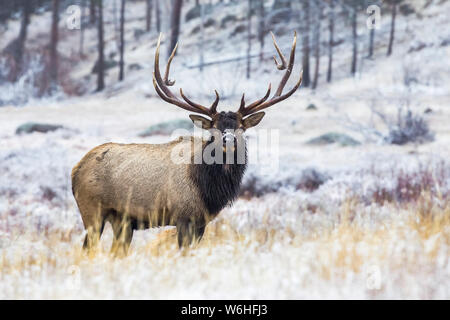 Bull elk (Cervus canadensis) stehen in einem Feld mit Schnee; Denver, Colorado, Vereinigten Staaten von Amerika Stockfoto