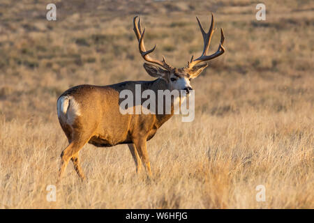 Hirsch (Odocoileus Hemionus) Buck in einer Rasenfläche, Denver, Colorado, Vereinigten Staaten von Amerika Stockfoto
