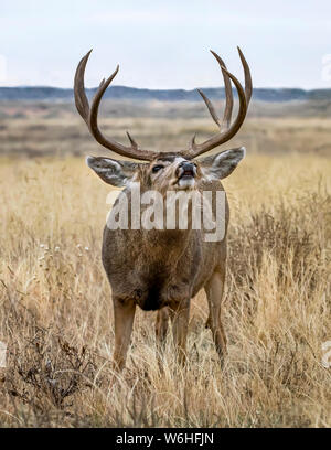 Bull elk (Cervus canadensis) bugling in einem Feld; Denver, Colorado, Vereinigte Staaten von Amerika Stockfoto