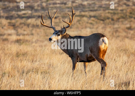 Hirsch (Odocoileus Hemionus) Buck in einer Rasenfläche, Denver, Colorado, Vereinigten Staaten von Amerika Stockfoto
