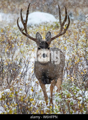 Hirsch (Odocoileus Hemionus) Buck stehen und in die Kamera während einer Schneefall; Denver, Colorado, Vereinigte Staaten von Amerika Stockfoto