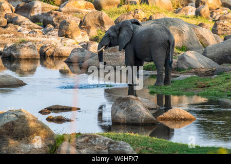 Afrikanischer Elefant (Loxodonta africana) mit partieller Reflexion Getränke aus einem ruhigen Pool im Ruaha Fluss in Ruaha Nationalpark, Tansania Stockfoto