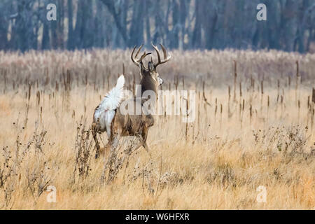 Weißwedelhirsche (Odocoileus virginianus) Buck zu Fuß über ein Feld mit seinem Schwanz, der es weiß hinten Stockfoto