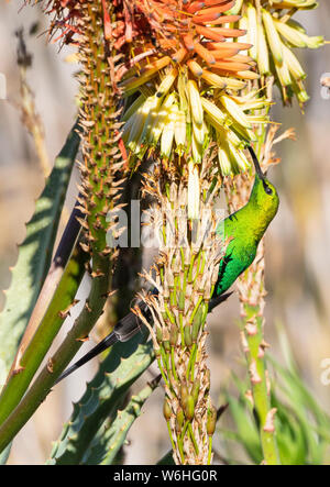 Malachite Sunbird (Nectarina famosa) aka Gelb getuftete Long-tail Emerald Sunbird und Gelb getuftete Malachite Sunbird, männlicher Fütterung auf Aloe Stockfoto