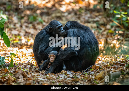 Weibliche Schimpansen (Pan troglodytes) pflegen sich gegenseitig, während eines ihrer Babys zwischen ihnen im Mahale Mountains National Park am Ufer sitzt... Stockfoto