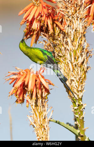 Malachite Sunbird (Nectarinia famosa) männlicher Suchen nach Nektar auf Aloe, Breede River, Western Cape, Südafrika aka Gelb Getuftete lange Taile Stockfoto