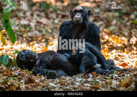 Weibliche Schimpanse (Pan troglodytes), die auf ihrem Rücken liegt, kadelt ihr Baby, während eine andere weibliche Schimpanse im Mahale... Stockfoto