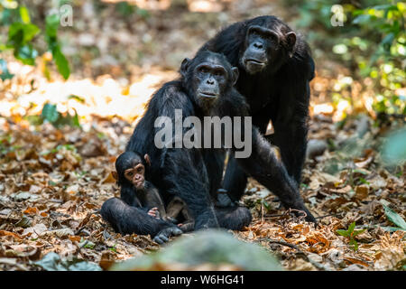 Weibliche Schimpansen (Pan troglodytes) und ein kleines Baby in Mahale Mountains National Park am Ufer des Lake Tanganyika, Tansania Stockfoto