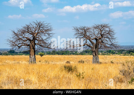 Zwei blattlosen Baobab Bäumen (Adansonia digitata), stehen in krassem Gegensatz zu den goldenen trockenes Gras der Ruaha Nationalpark, Tansania Stockfoto