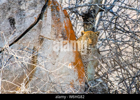 Leopard (Panthera pardus) Peers hinter einer Flechten bewachsene Felsen im Ruaha Nationalpark, Tansania Stockfoto