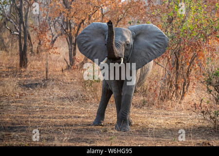 Afrikanischer Elefant (Loxodonta africana) mit erhobenem Rüssel und Ohren breit in Ruaha Nationalpark, Tansania Stockfoto