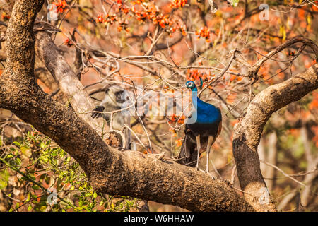 Pfau (Pavo cristatus), stehend auf einem Ast in Ranthambore Nationalpark, Nordindien, Rajasthan, Indien Stockfoto