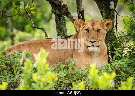 Löwin (Panthera leo) liegt eyeing Kamera im grünen Büschen, Serengeti, Tansania Stockfoto