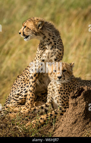 In der Nähe von jungen Geparden (Acinonyx jubatus) auf termitenhügel Damm, Serengeti, Tansania Stockfoto