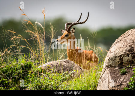 Männliche Impala (Aepyceros melampus) unter den Felsen und Gras liegt, Serengeti, Tansania Stockfoto