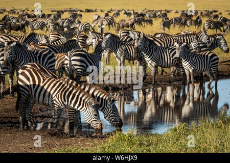 Ebenen Zebras (Equus quagga) Getränk von Pfütze auf Anschluss, Serengeti, Tansania Stockfoto