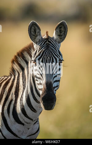 Nahaufnahme des Zebras (Equus quagga) mit Blick auf die Kamera, Serengeti; Tansania Stockfoto