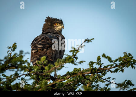 Schwarz-chested Schlange - Eagle (Circaetus pectoralis) hocken im grünen Baum top, Serengeti, Tansania Stockfoto