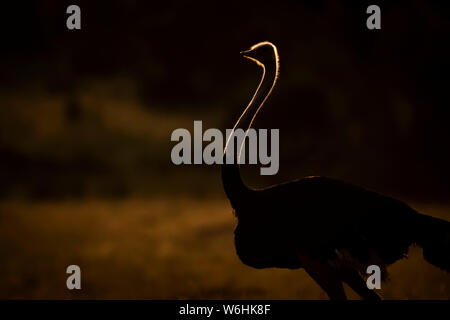 Ein männlicher Strauß (Struthio camelus) steht im Morgengrauen durch das goldene Licht der Sonne silhouettiert. Er hat schwarze Federn und einen langen, schlanken, rosafarbenen Hals, in ... Stockfoto