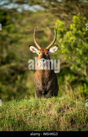 Männliche Defassa Wasserböcke (Kobus ellipsiprymnus) auf grasbewachsenen Hügel steht, Serengeti, Tansania Stockfoto