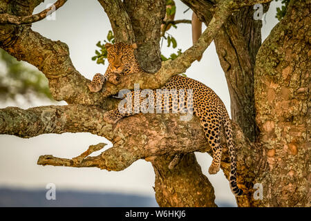 Männliche Leopard (Panthera pardus) sitzt in Filialen eyeing Kamera, Serengeti, Tansania Stockfoto