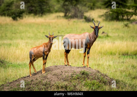 Topi (Damaliscus lunatus jimela) und Kalb stehen auf Erdhügel, Serengeti, Tansania Stockfoto