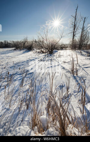 Sunburst erstrahlt im blauen Himmel über schneebedeckte Feld, in der Nähe von Winnipeg, Manitoba, Kanada Stockfoto