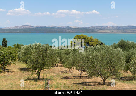 Haine von Olivenbäumen umgeben Vransko jezero, Dalmatien, Kroatien Stockfoto