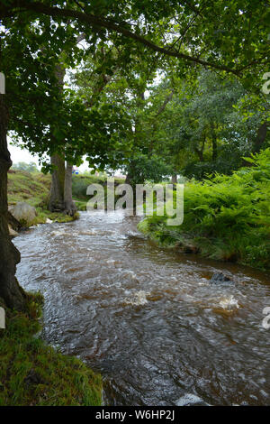 Schöne Aussicht auf den Fluss Lin im Herbst, Leicestershire, Großbritannien Stockfoto