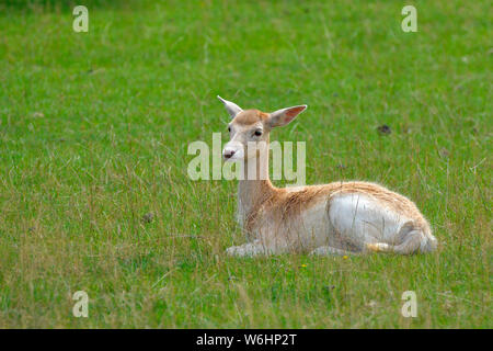 Weibliche Damwild im Sommer, Leicestershire, Großbritannien Stockfoto