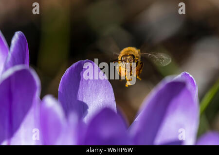 Eine Honigbiene visits crocus Blüten, Astoria, Oregon, Vereinigte Staaten von Amerika Stockfoto