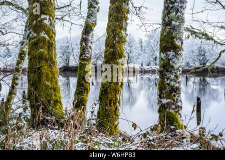 Ein Abstauben von Schnee fällt bei Lewis und Clark National Historical Park, Astoria, Oregon, Vereinigte Staaten von Amerika Stockfoto