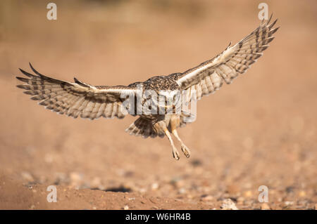 Grabende Eule (Athene cunicularia) über "Am Fuchsbau mit teilweise gegessen Heuschrecke im Schnabel zu landen Stockfoto