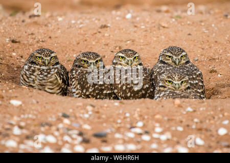 Vier Grabens der Eulen (Athene cunicularia), Peering vom Eingang zu ihren Bau; Casa Grande, Arizona, Vereinigte Staaten von Amerika Stockfoto